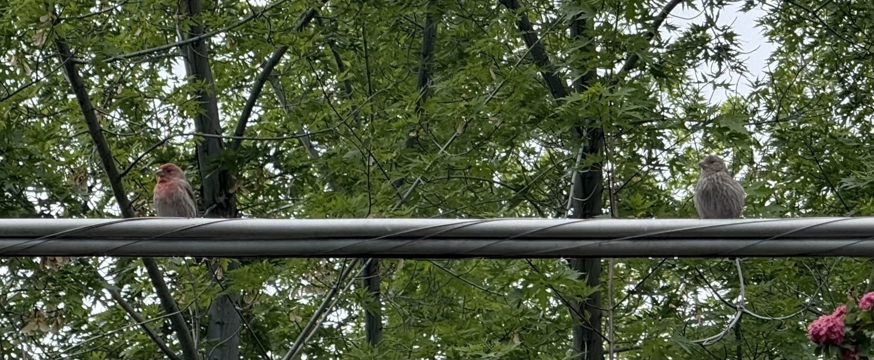 Two birds are perched on a wire against a backdrop of leafy trees.